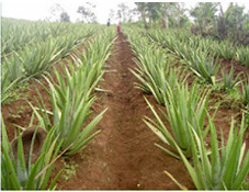 Organic Australian Aloe